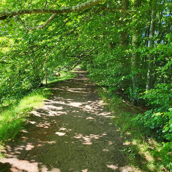 Lummig skogsstig från Stocklycke mot Vättern